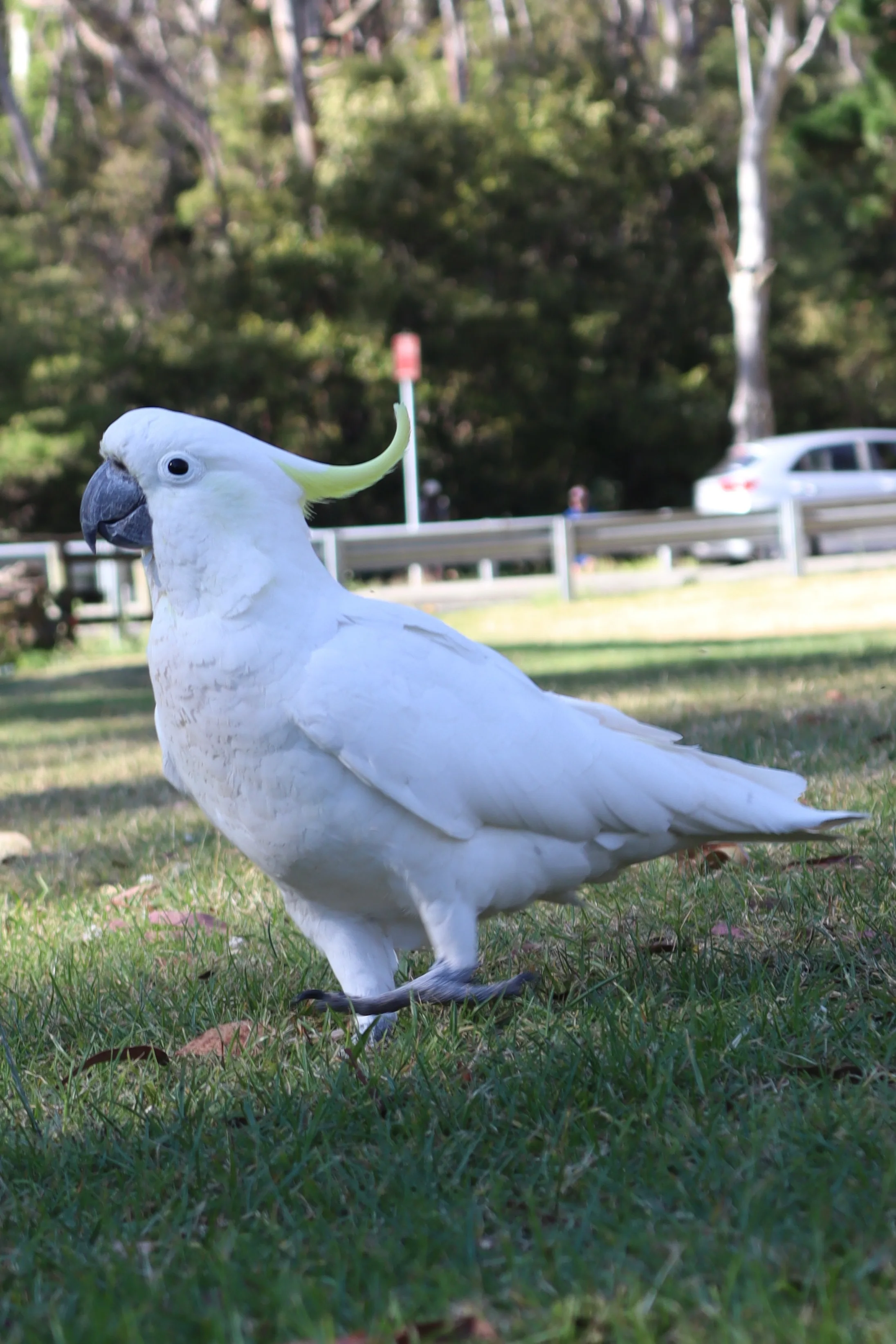 Sulphur-crested Cockatoo