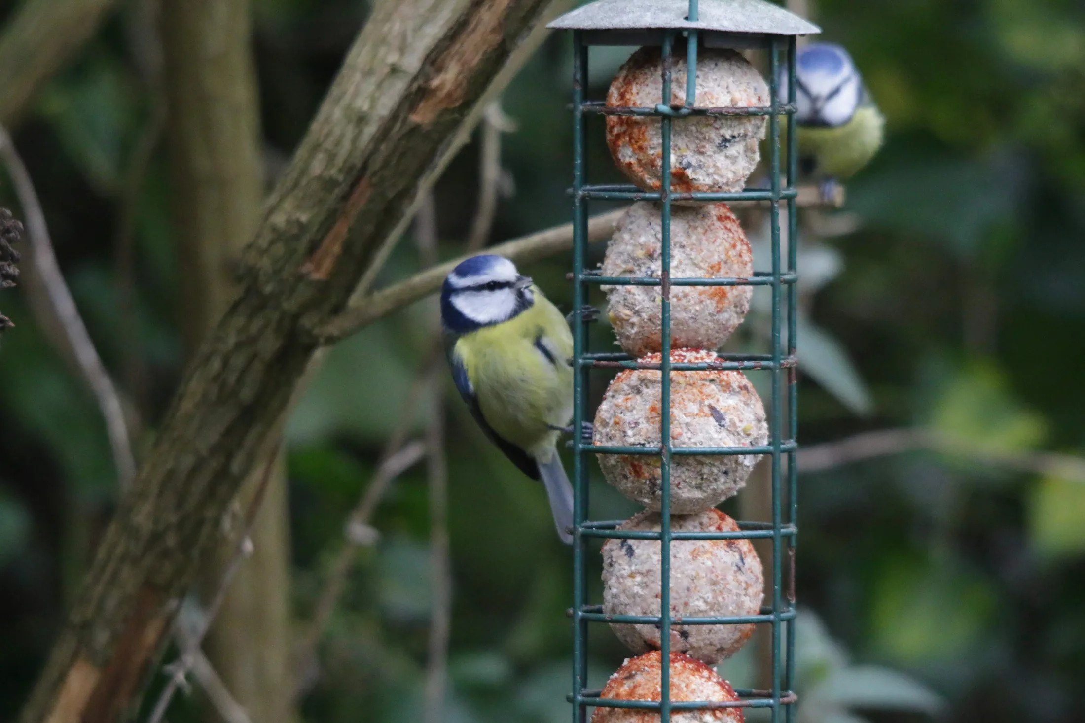 Blue Tits at the fat balls