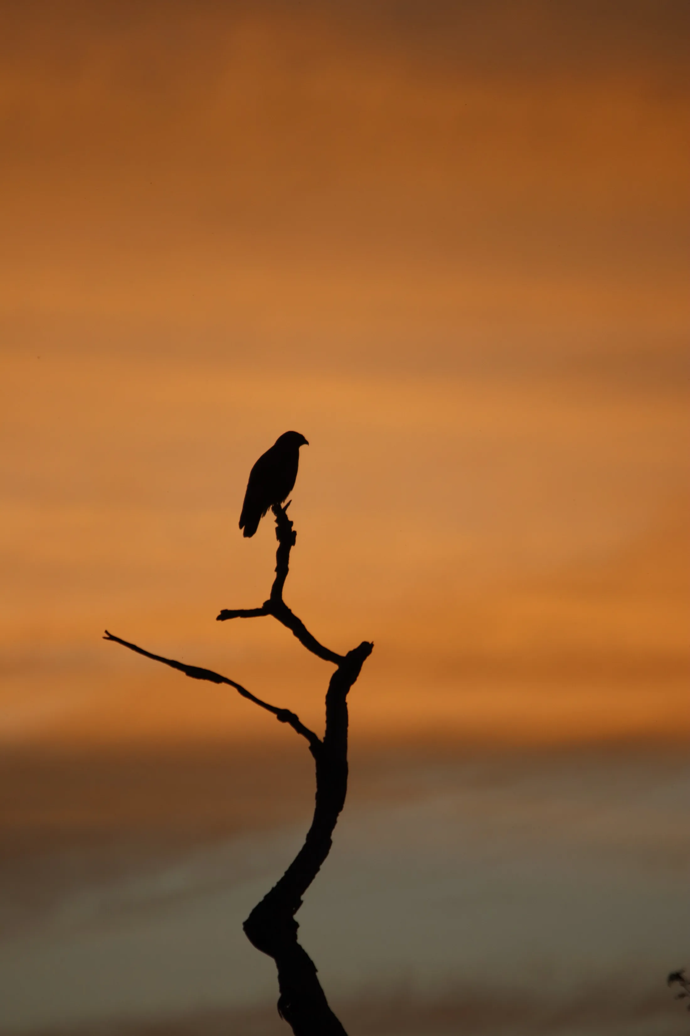 Red kite at sunset