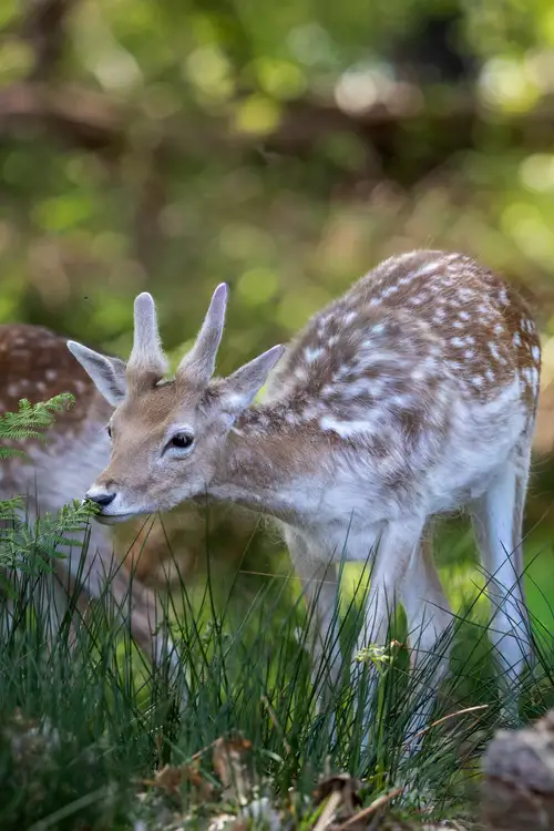 Wildlife