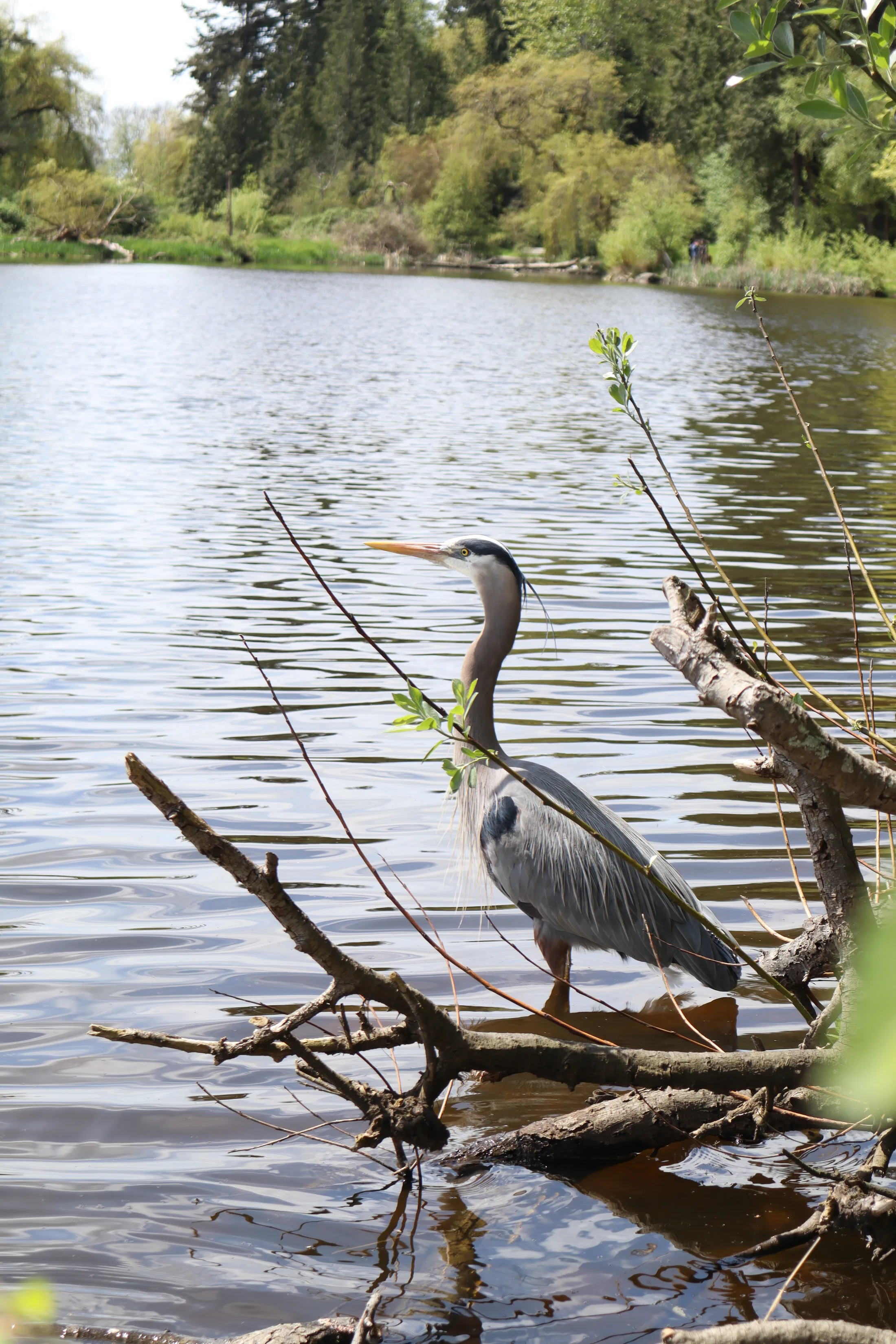 Grey Herring in Stanley Park, Vancouver