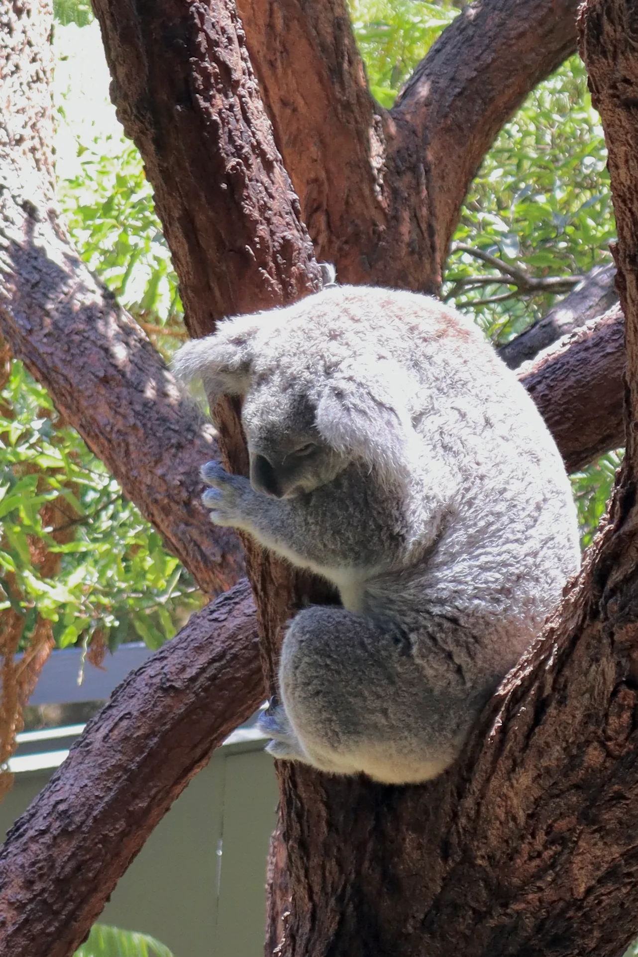 A Sydney Koala
